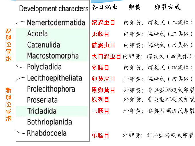 無腸目與扁形動物一些類群卵裂模式比較