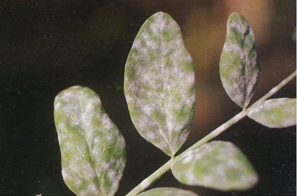 豌豆(豆科豌豆屬植物)