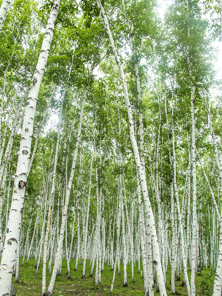 白樺太白山個體50