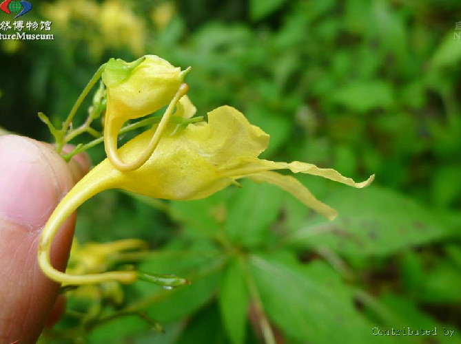 路南鳳仙花