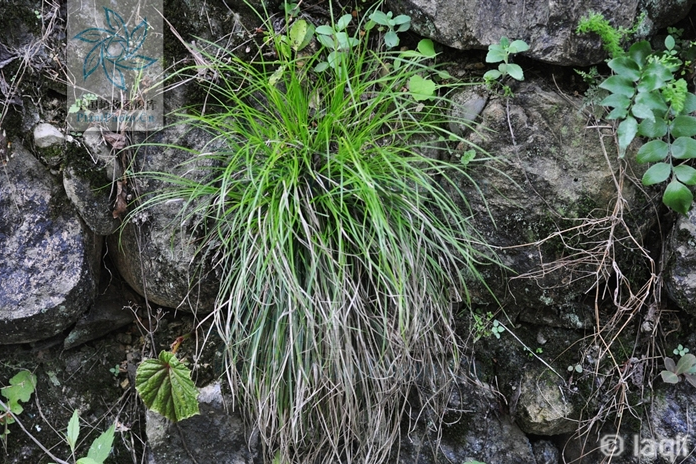 仲氏薹草(仲氏苔草)