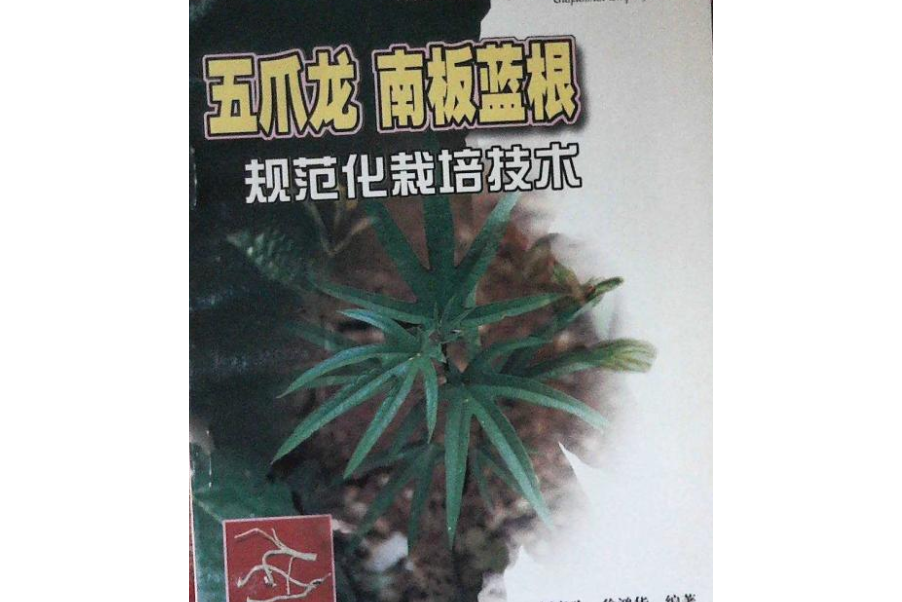 五爪龍南板藍根規範化栽培技術