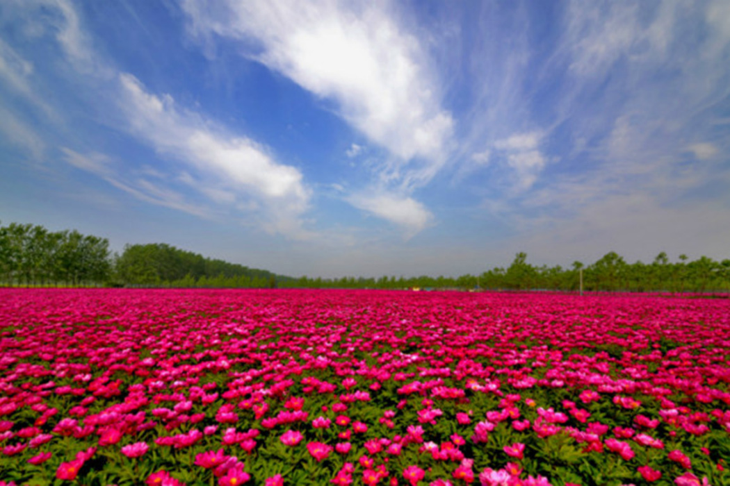 芍藥花田