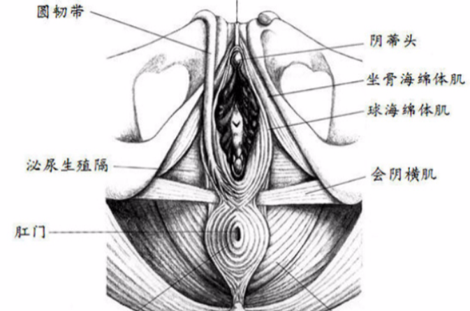 陰蒂頭