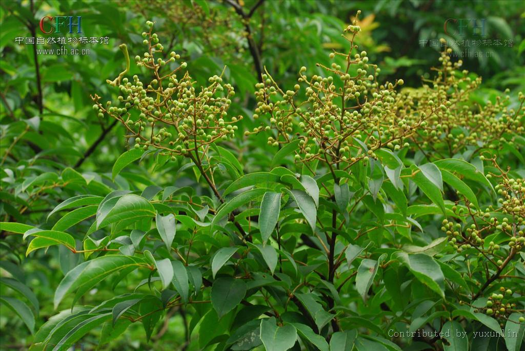 腺毛泡花樹