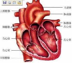 心臟解剖圖