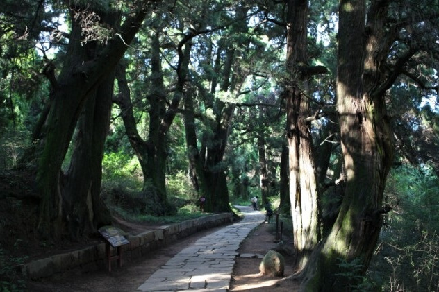 四川翠雲廊古柏自然保護區