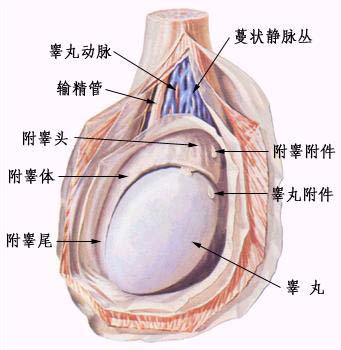 睪丸