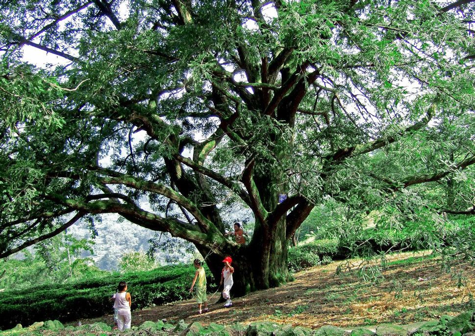 香榧森林公園