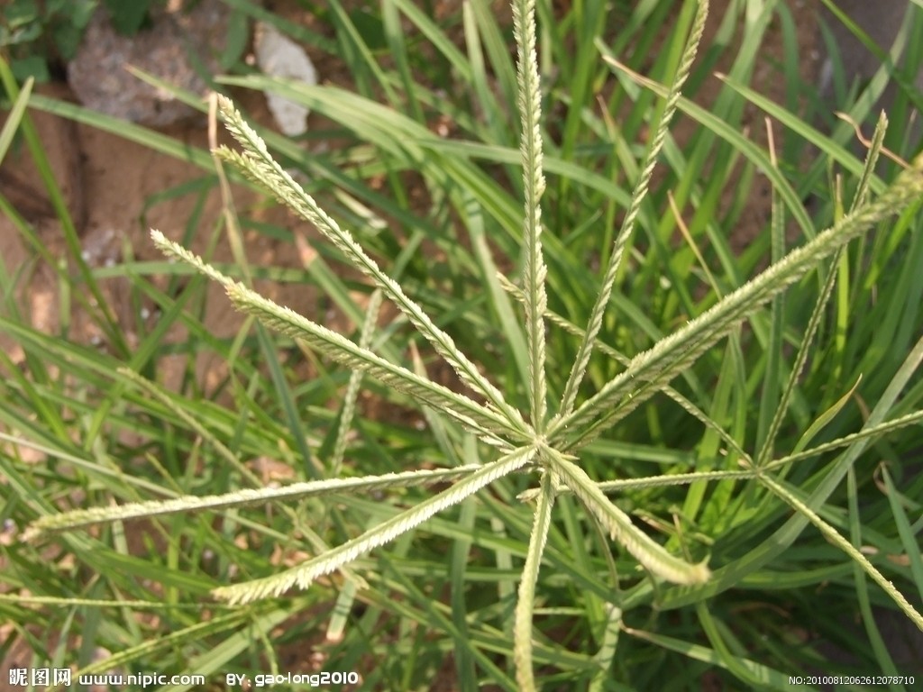 龍爪茅