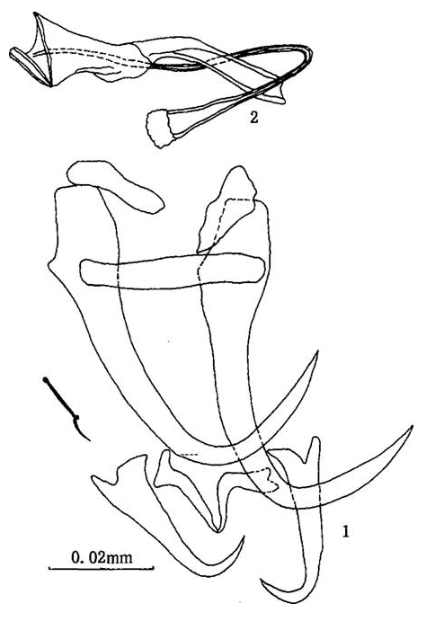 線描圖：棱莖鯰盤蟲