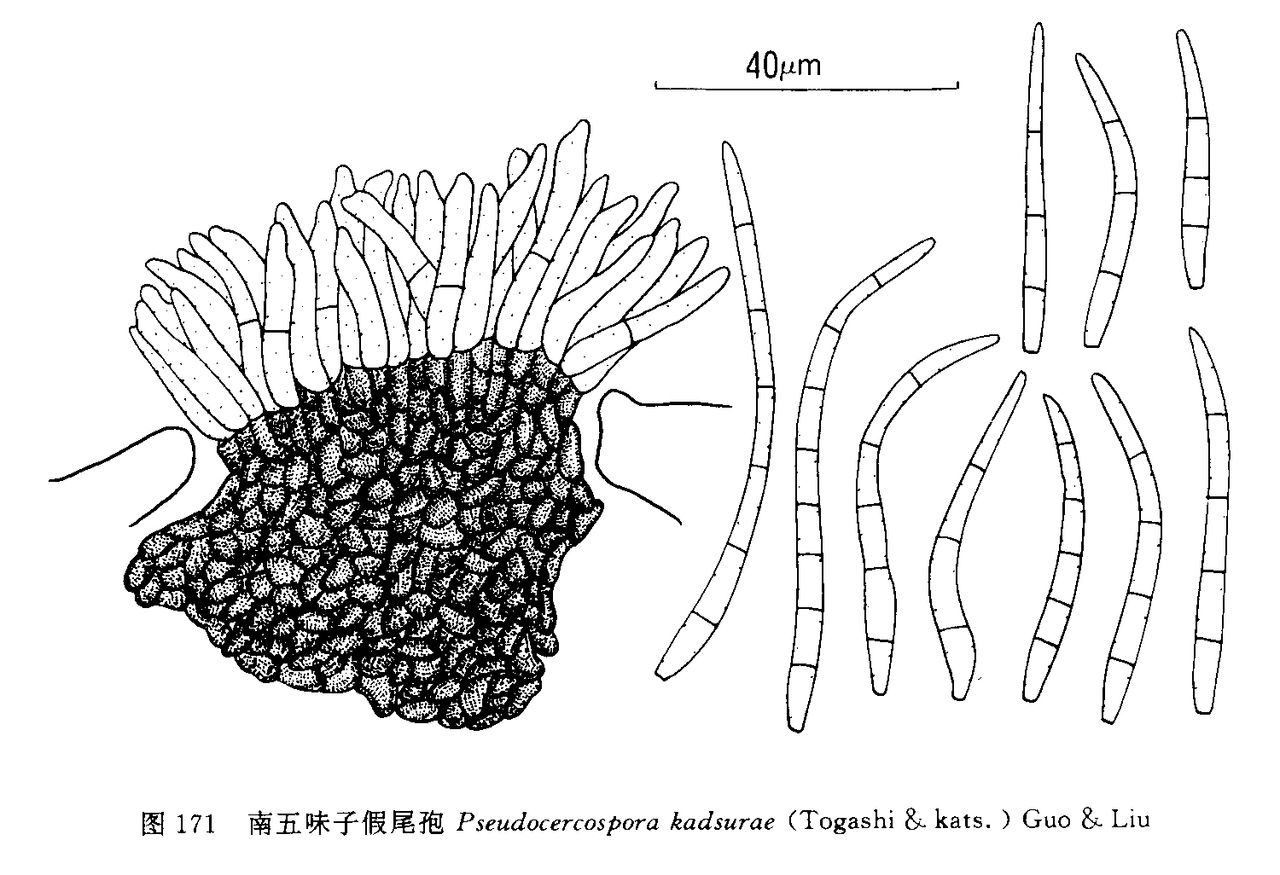 南五味子假尾孢