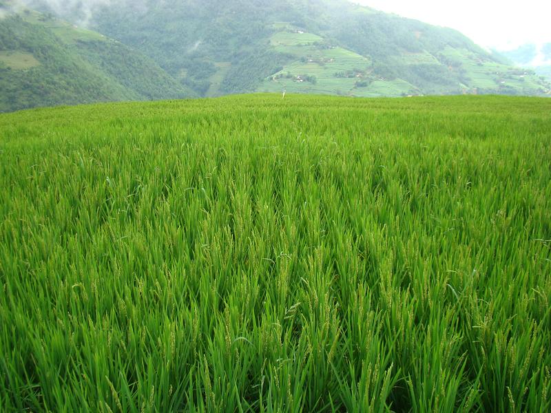 大領乾自然村水稻種植業