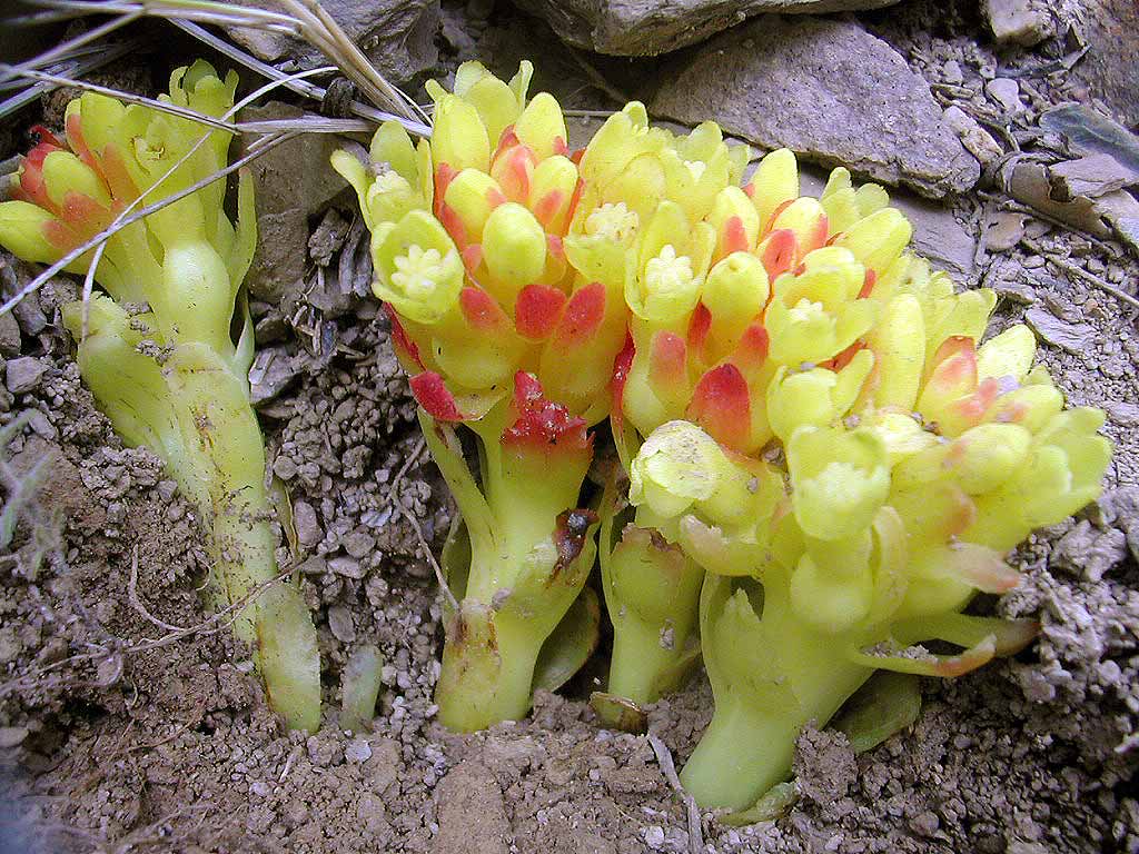 花朵簇生於地平面上