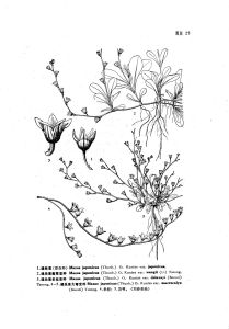 大萼通泉草