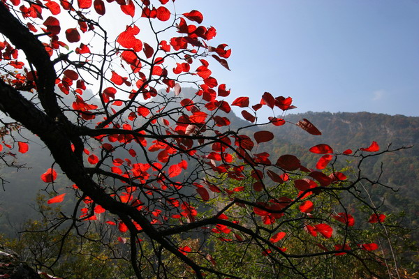 紅葉酔秋