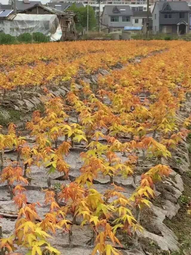 日本紅楓橙之夢