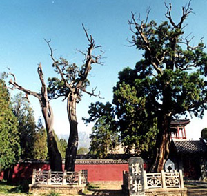 泰安市岱廟