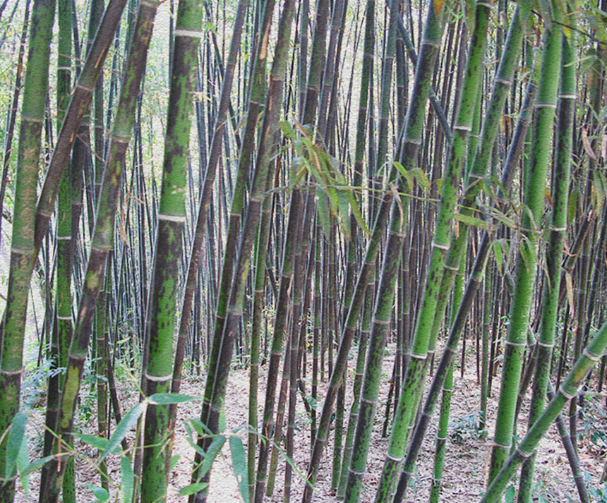 梅蘭竹菊(文化象徵)