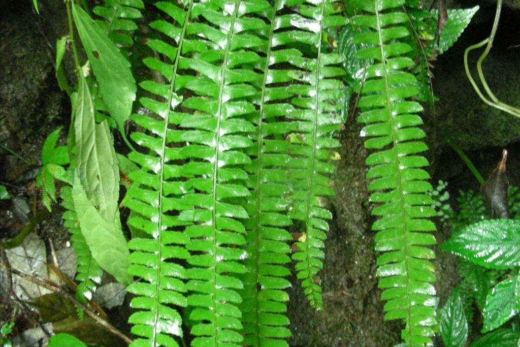 花山耳蕨（變種）