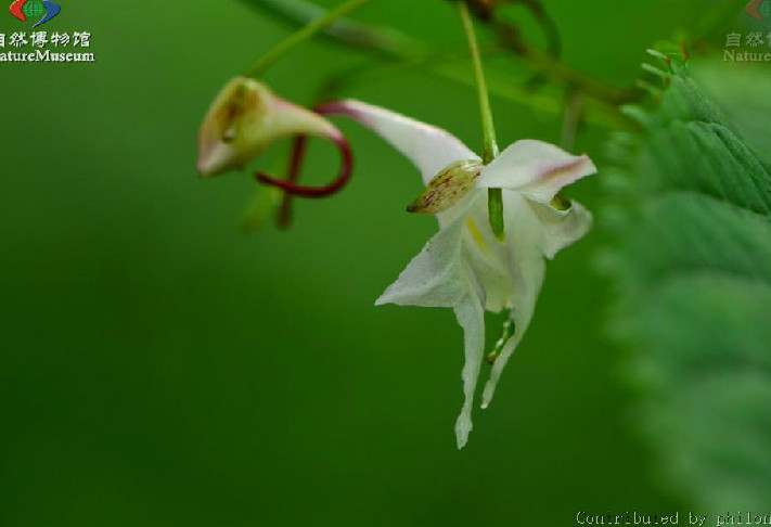 藍花鳳仙花