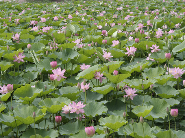 廈門蓮花國家森林公園