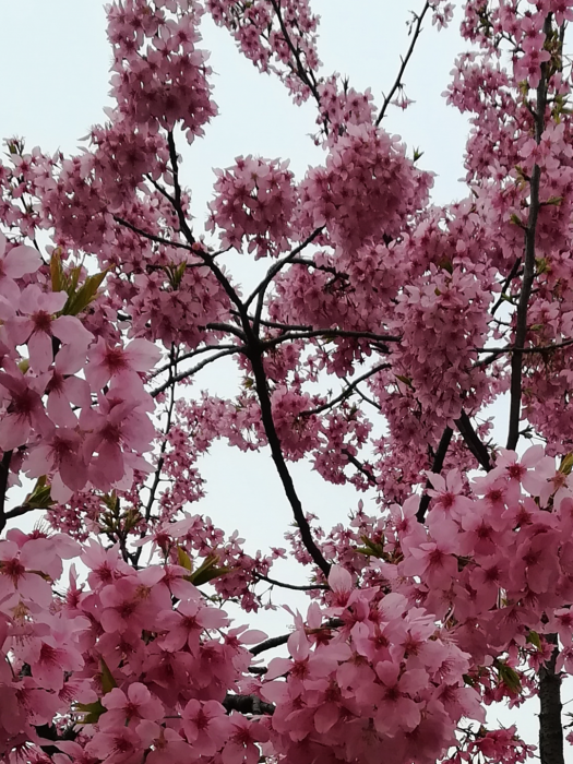 繡球櫻花