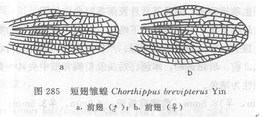 短翅雛蝗