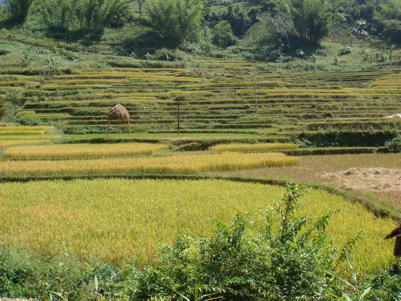 農村經濟