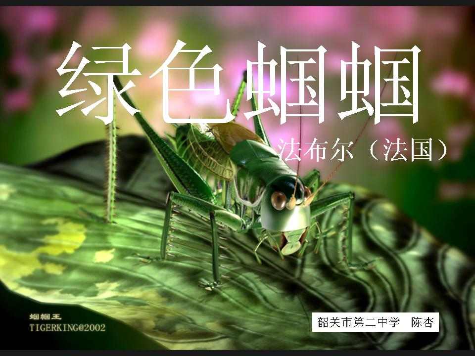 綠色蟈蟈