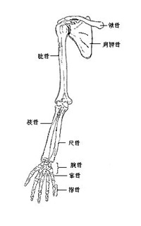 人類的上肢骨