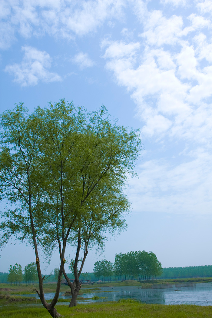 河邊小樹