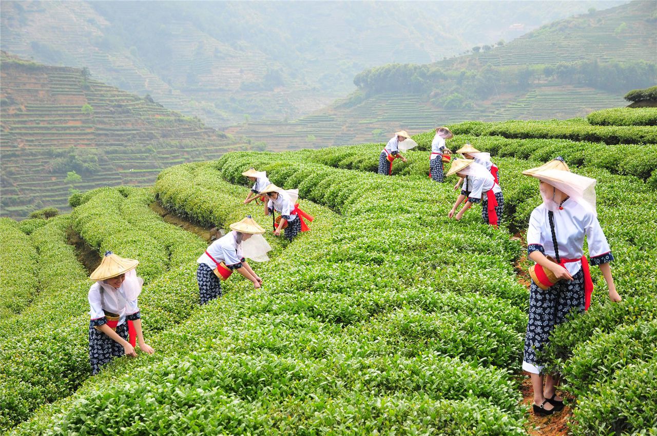 安溪茶葉職業技術學校