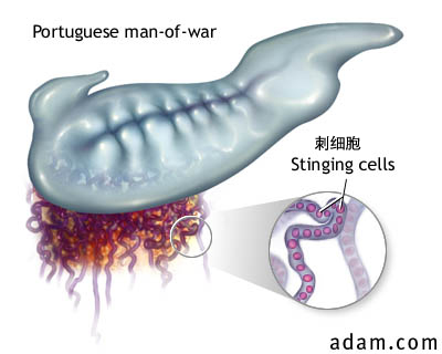 水母觸手