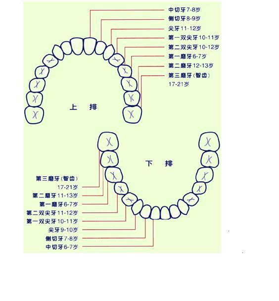 側切牙