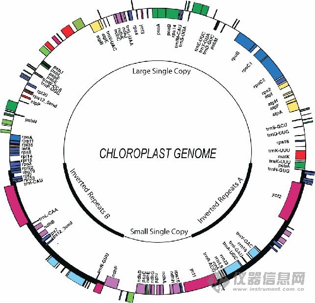 葉綠體DNA