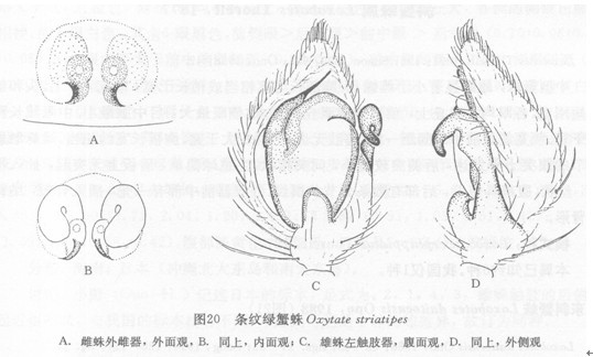 條紋綠蟹蛛