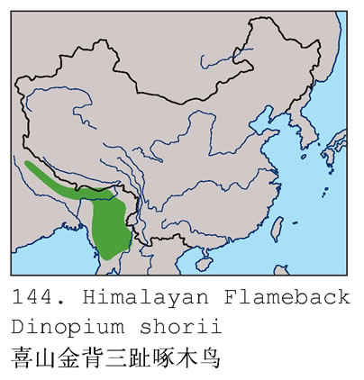 喜山金背三趾啄木鳥