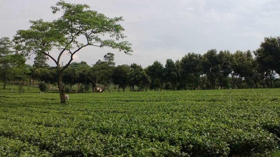 廣東茶科所英紅九號茶園