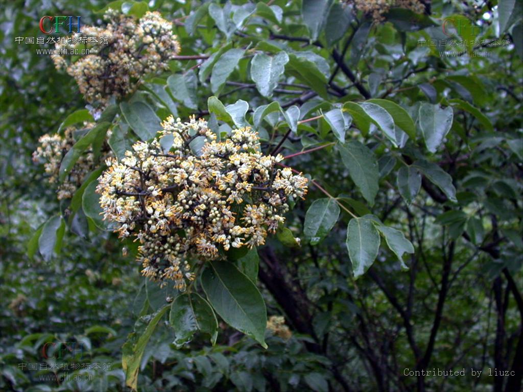 Evodia daniellii（中文名：臭檀吳萸）