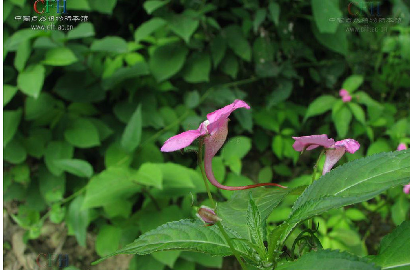 細柄鳳仙花