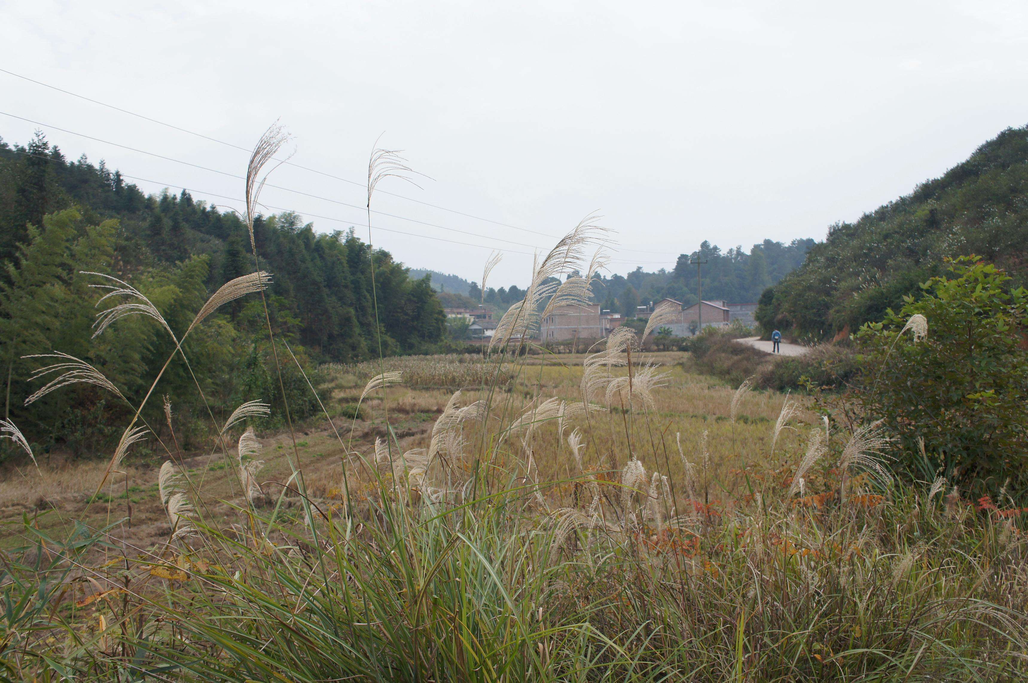 坪湖村