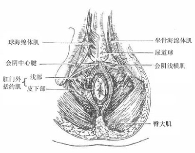 肛門膿腫