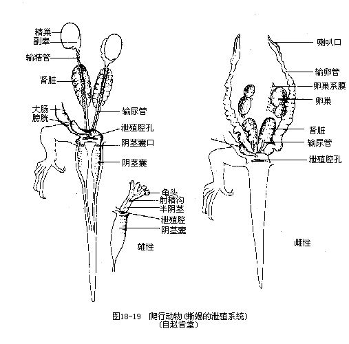 長肢滑蜥