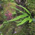 烏蘇里瓦韋(植物)