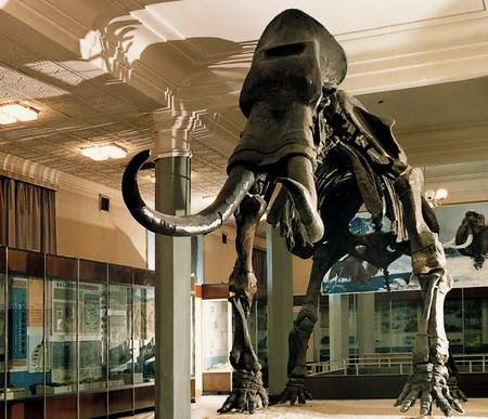 博物館展王遼冠、出的猛獁象化石骨架
