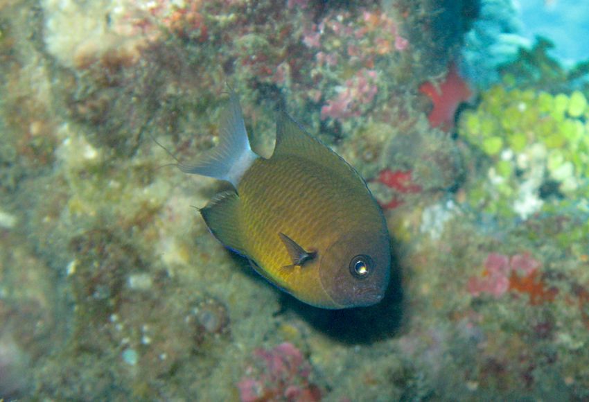 亞倫氏光鰓魚