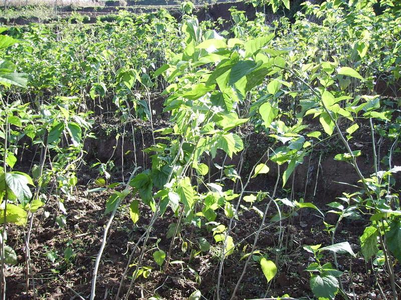 茶花自然村(雲南省麗江寧蒗縣拉伯鄉拉伯村委茶花自然村)