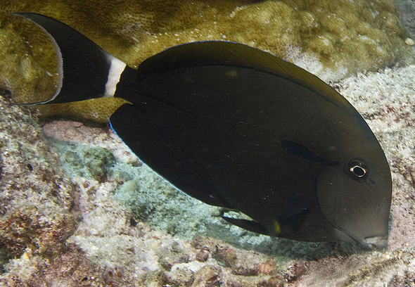 橘色刺尾魚