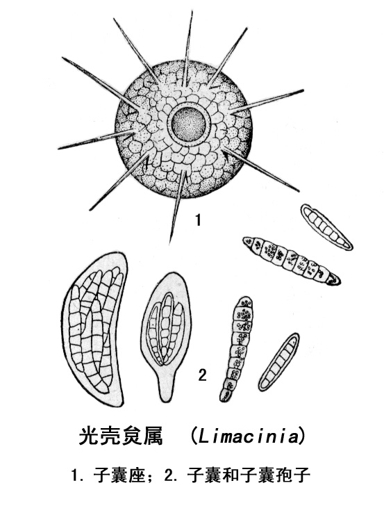 腔菌綱